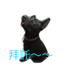 迷你小黑狗（個別スタンプ：3）