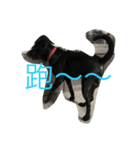 迷你小黑狗（個別スタンプ：8）