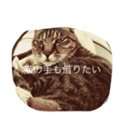 日  常（個別スタンプ：5）