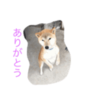 くーちゃんスタンプ2（個別スタンプ：1）