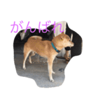 くーちゃんスタンプ2（個別スタンプ：4）