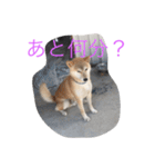 くーちゃんスタンプ2（個別スタンプ：5）