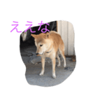 くーちゃんスタンプ2（個別スタンプ：6）