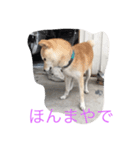 くーちゃんスタンプ2（個別スタンプ：8）