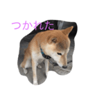 くーちゃんスタンプ2（個別スタンプ：17）