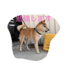 くーちゃんスタンプ2（個別スタンプ：18）