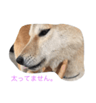 くーちゃんスタンプ2（個別スタンプ：24）