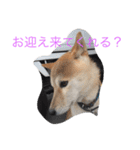 くーちゃんスタンプ2（個別スタンプ：34）