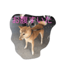 くーちゃんスタンプ2（個別スタンプ：36）