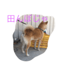 くーちゃんスタンプ2（個別スタンプ：38）