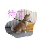 くーちゃんスタンプ2（個別スタンプ：39）