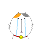 ミケ太郎（個別スタンプ：16）