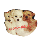 小梅と小鉄と小晴。。（個別スタンプ：6）