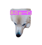 WanNyanSHUUWA（個別スタンプ：3）