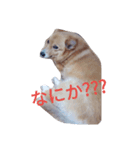 WanNyanSHUUWA（個別スタンプ：4）