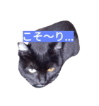 WanNyanSHUUWA（個別スタンプ：7）