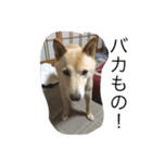 うちのもえ（個別スタンプ：1）