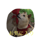 うちのもえ（個別スタンプ：11）