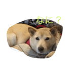 うちのもえ（個別スタンプ：12）
