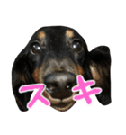 わんわん正義（個別スタンプ：8）