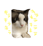 もみこーず（個別スタンプ：3）
