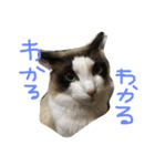 もみこーず（個別スタンプ：8）
