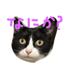 もみこーず（個別スタンプ：12）