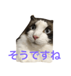 もみこーず（個別スタンプ：13）