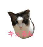 もみこーず（個別スタンプ：14）