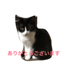 もみこーず（個別スタンプ：16）