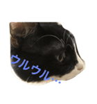 もみこーず（個別スタンプ：19）
