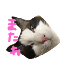 もみこーず（個別スタンプ：23）