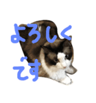 もみこーず（個別スタンプ：25）