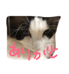 もみこーず（個別スタンプ：27）