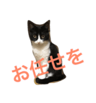 もみこーず（個別スタンプ：28）