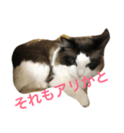 もみこーず（個別スタンプ：31）