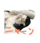 もみこーず（個別スタンプ：32）