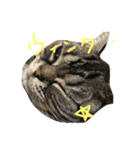 もみこーず（個別スタンプ：33）