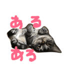 もみこーず（個別スタンプ：35）