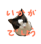 もみこーず（個別スタンプ：37）