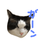 もみこーず（個別スタンプ：38）