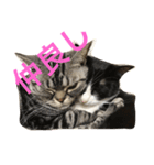 もみこーず（個別スタンプ：39）