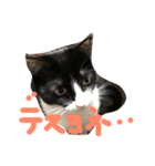 もみこーず（個別スタンプ：40）