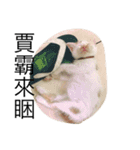 animal for fun（個別スタンプ：1）