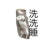 animal for fun（個別スタンプ：2）