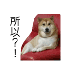 animal for fun（個別スタンプ：3）