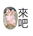animal for fun（個別スタンプ：5）