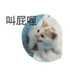 animal for fun（個別スタンプ：6）
