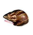 Snail stamp（個別スタンプ：1）