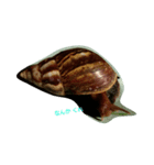 Snail stamp（個別スタンプ：2）